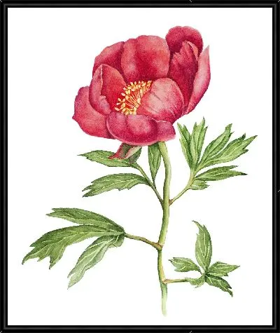 Картина Пион акварель