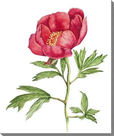 Постер Пион акварель