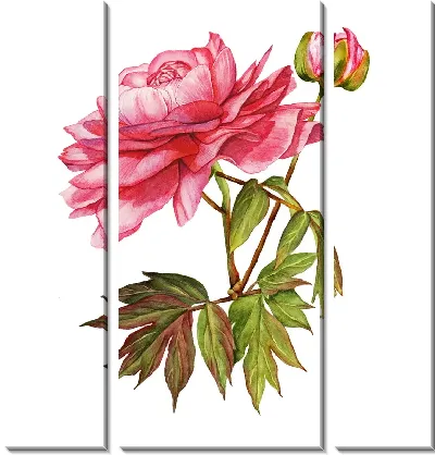 Модульная картина Пионы акварель