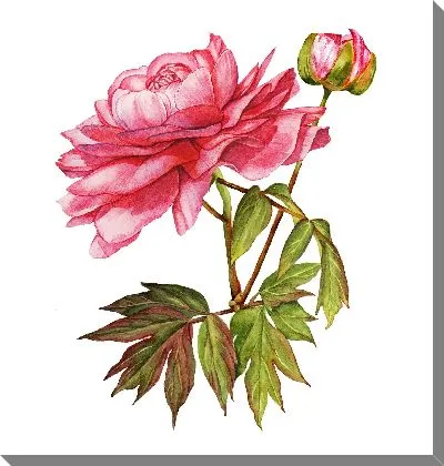 Картина маслом Пионы акварель