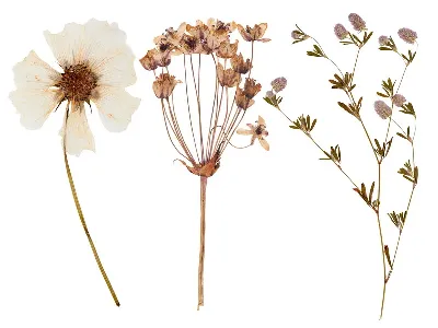 шаблон id 38