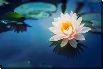 Постер Лотос №14