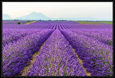 Картина Большое поле