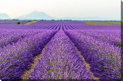 Постер Большое поле