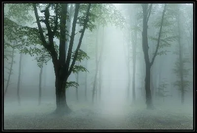 Туманный лес №2