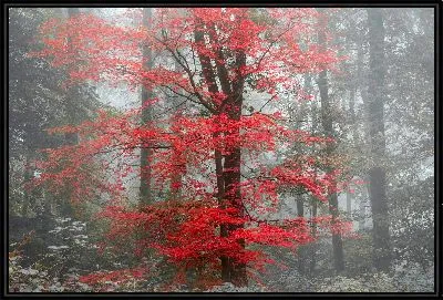 Картина Красное дерево