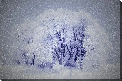 Постер Деревья в снегу №2