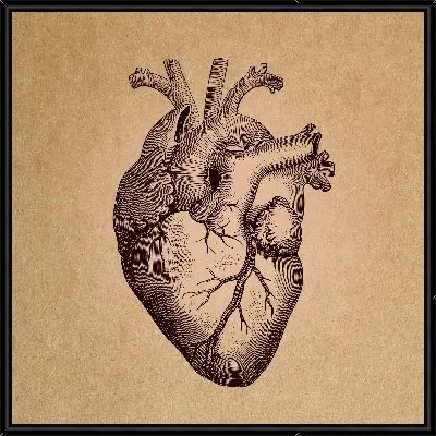 Сердце человека