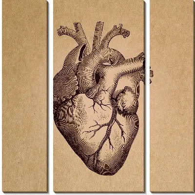 Сердце человека