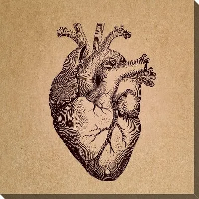 Сердце человека