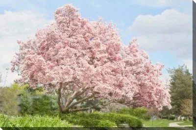 Картина маслом Магнолия №2