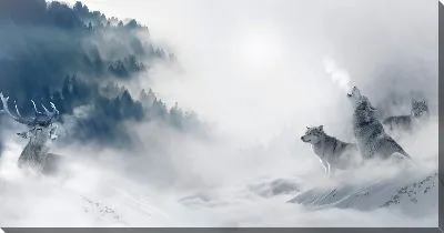 Постер Волки и олень