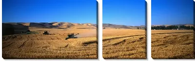 Модульная картина Злаковое поле