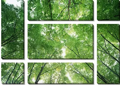 Модульная картина Лес №2