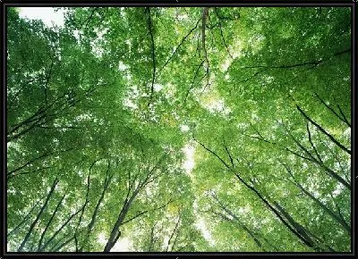 Картина Лес №2