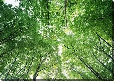 Постер Лес №2