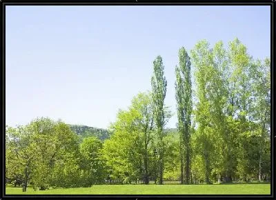 Картина Деревья в парке №2