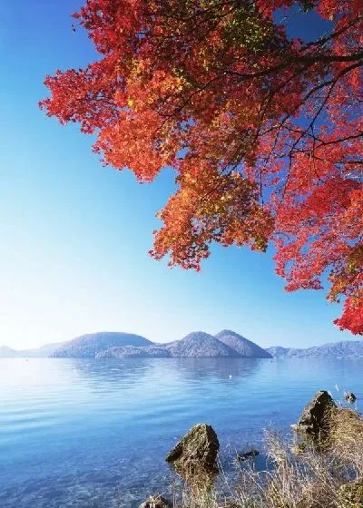 Плакат Дерево у озера