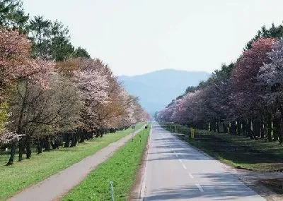 Плакат Дорога  вдоль деревьев