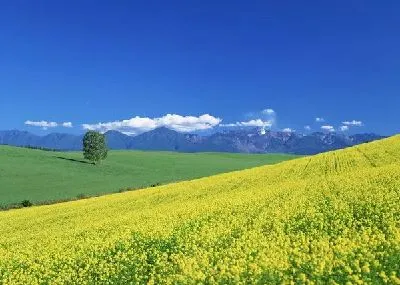 Плакат Поле цветов