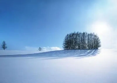 Плакат Деревья в снегу