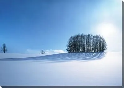 Постер Деревья в снегу