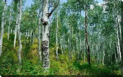 Постер Лес №3
