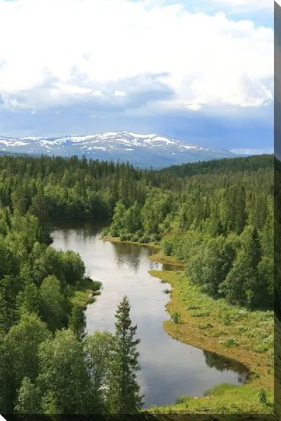 Постер Река в лесу