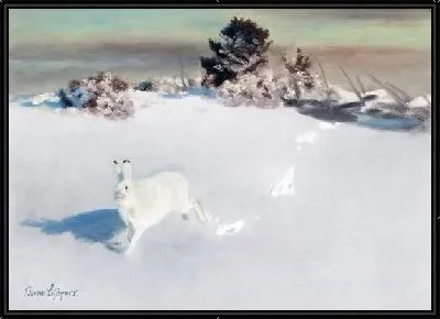 Заяц зимой (Hare in winter)