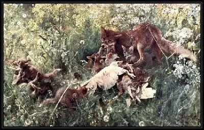 Лисье семейство (Fox family)