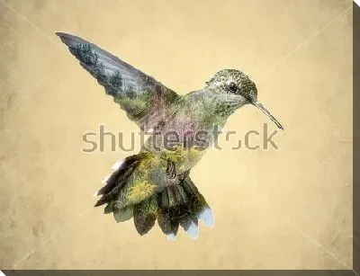 Постер Двойная экспозиция - колибри и сад