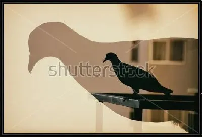 Картина Двойная экспозиция - голубь