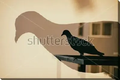 Постер Двойная экспозиция - голубь