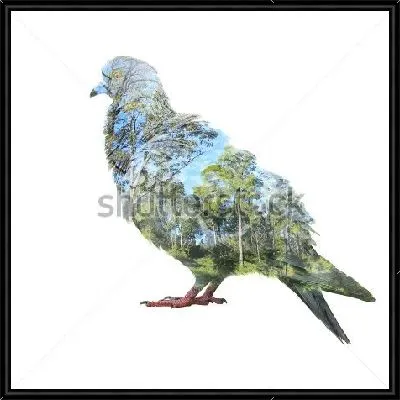 Картина Двойная экспозиция - голубь и деревья