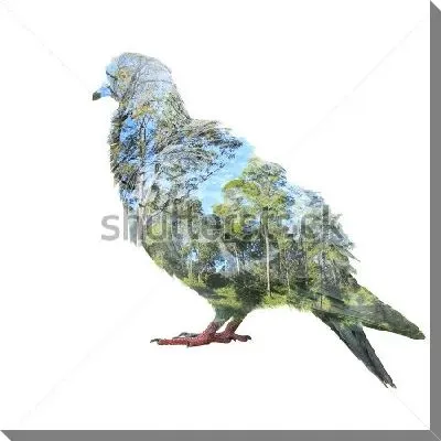 Постер Двойная экспозиция - голубь и деревья