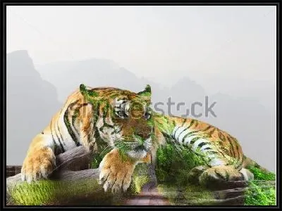 Двойная экспозиция - тигр на ветке