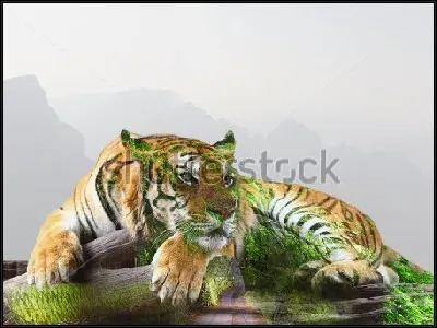 картина