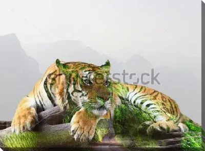 Двойная экспозиция - тигр на ветке