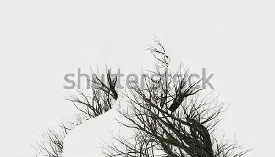 Плакат Двойная экспозиция -  силуэт человека и ветви дерева