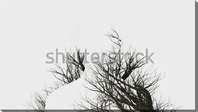 Постер Двойная экспозиция -  силуэт человека и ветви дерева