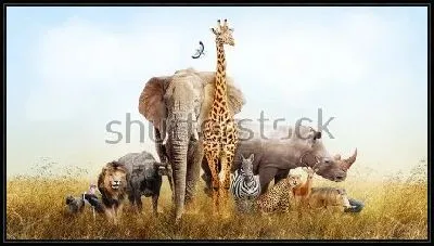 Африканские животные .