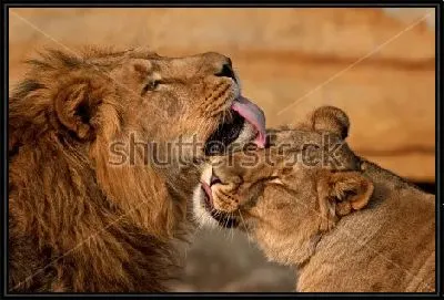Лев и львица №2