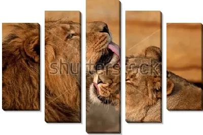 Лев и львица №2