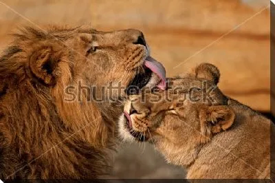 Лев и львица №2