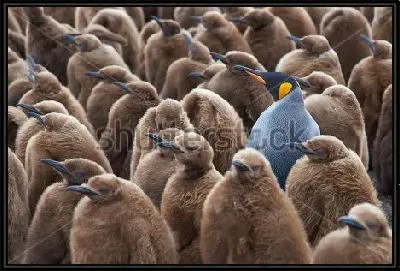 Взрослый Король пингвинов среди большой группы птенцов