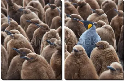 Взрослый Король пингвинов среди большой группы птенцов