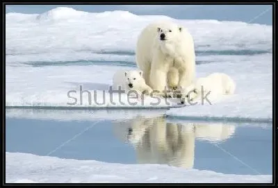 Белая медведица с медвежатами