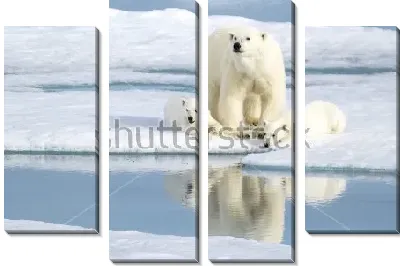 Белая медведица с медвежатами