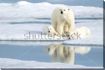 Белая медведица с медвежатами