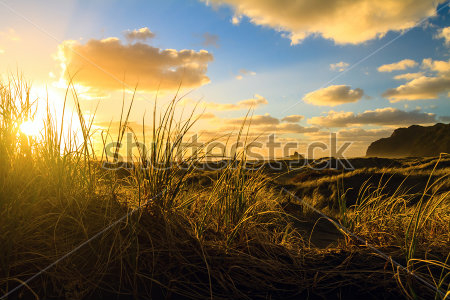 Постер Луговые травы и золотые облака на фоне красивого заката  